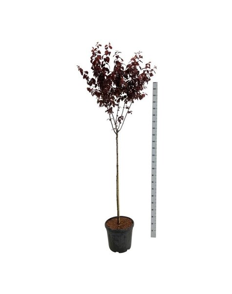 Prunus