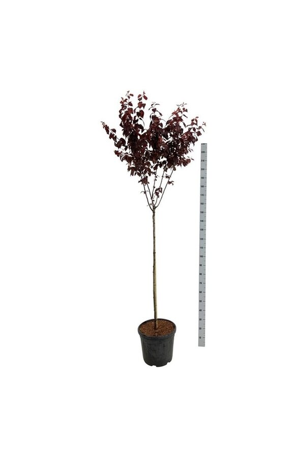 Laurier du Portugal Prunus cerasifera Nigra