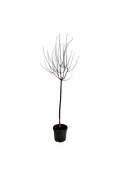 Portugese laurier Prunus cerasifera Nigra