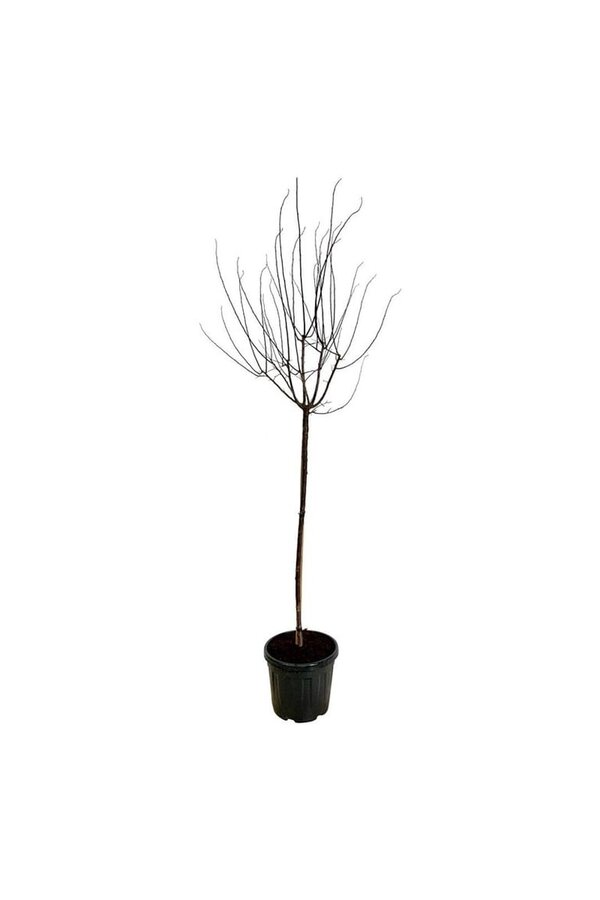 Portugese laurier Prunus cerasifera Nigra