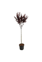 Portugese laurier Prunus cerasifera Nigra