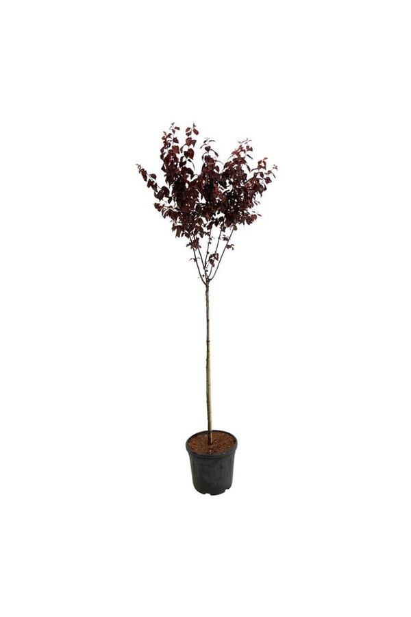 Portugese laurier Prunus cerasifera Nigra