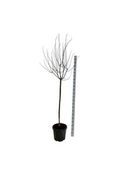 Portugese laurier Prunus cerasifera Nigra