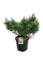 Denneboom Pinus thunbergii Sayonara