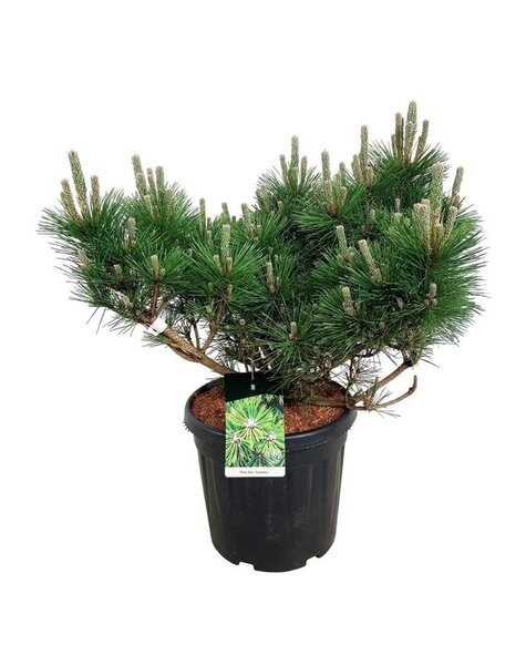 Pinus
