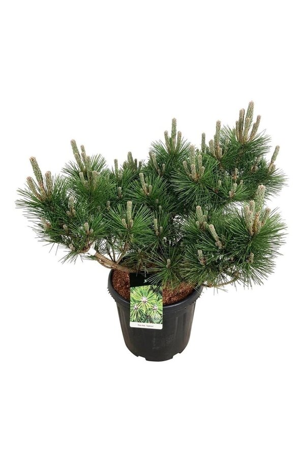 Denneboom Pinus thunbergii Sayonara