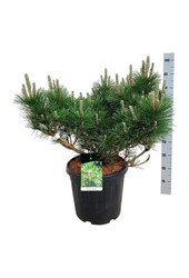 Denneboom Pinus thunbergii Sayonara