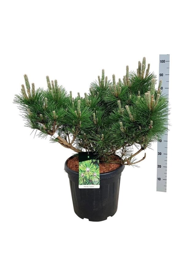 Denneboom Pinus thunbergii Sayonara