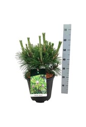 Denneboom Pinus thunbergii Sayonara