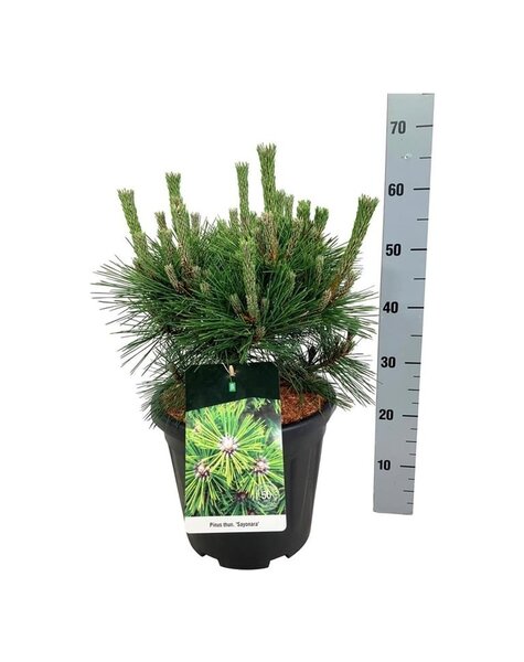 Pinus