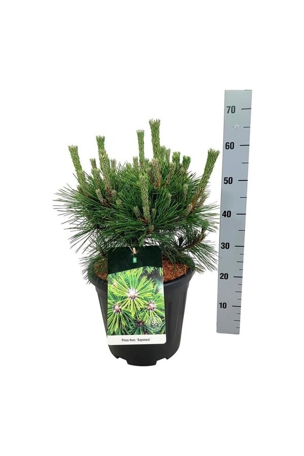 Denneboom Pinus thunbergii Sayonara