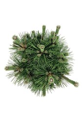 Denneboom Pinus thunbergii Sayonara