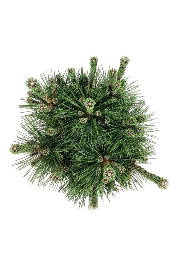 Denneboom Pinus thunbergii Sayonara