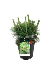 Denneboom Pinus thunbergii Sayonara