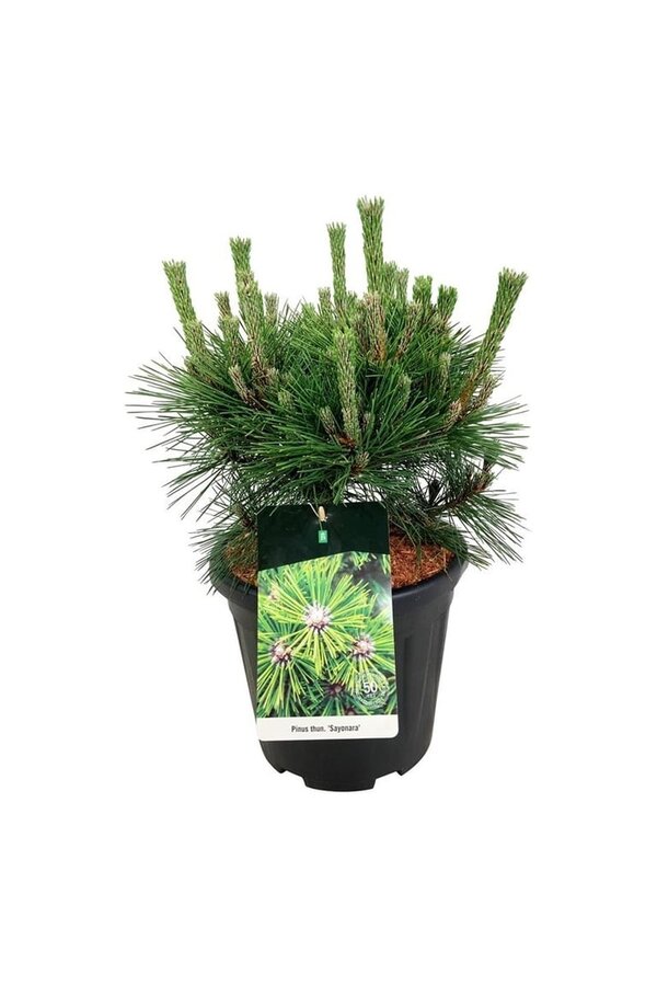 Denneboom Pinus thunbergii Sayonara