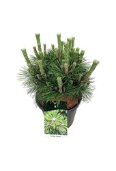 Denneboom Pinus thunbergii Sayonara