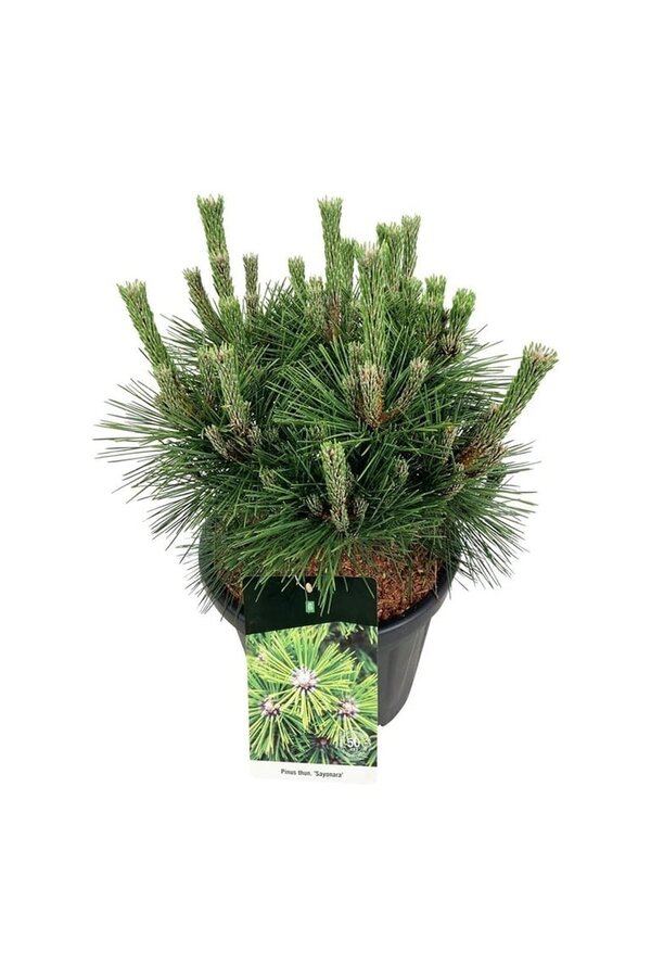 Denneboom Pinus thunbergii Sayonara