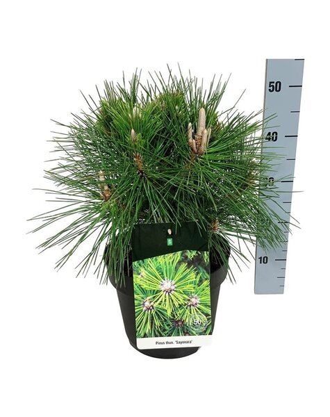 Pinus