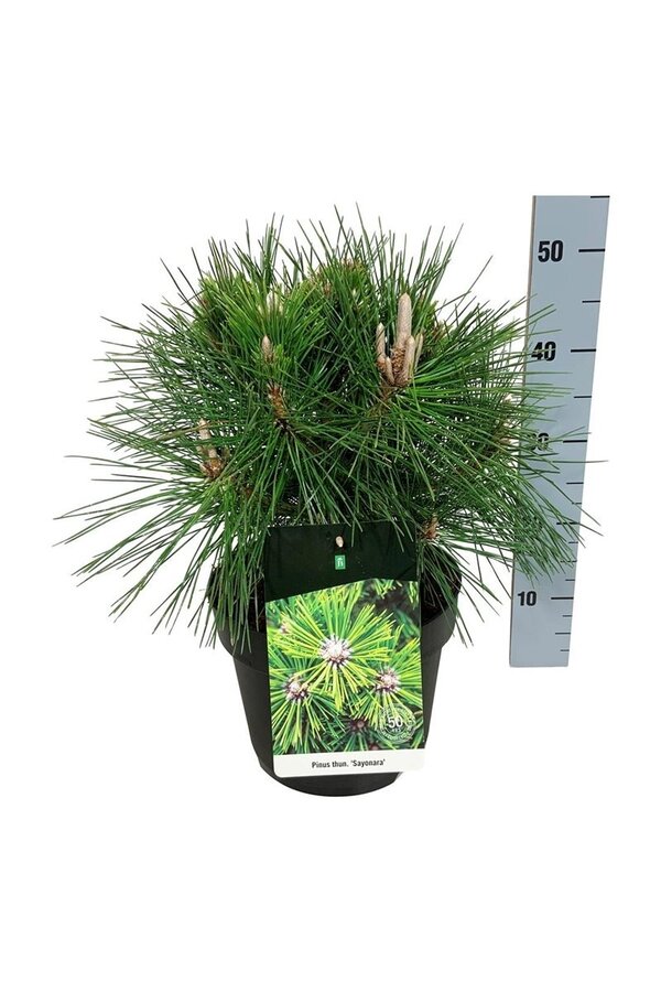Denneboom Pinus thunbergii Sayonara