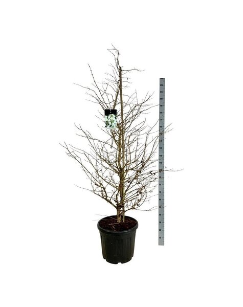 Viburnum