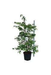 Sneeuwbal Viburnum Kilimandjaro (pbr)