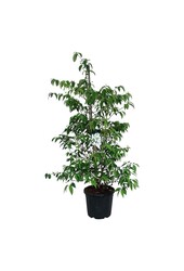 Sneeuwbal Viburnum Kilimandjaro (pbr)