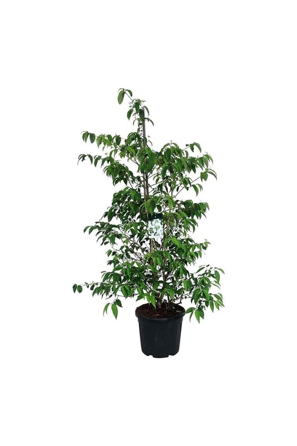 Boule de neige Viburnum Kilimandjaro (pbr)