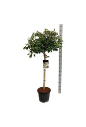 Boule de neige Viburnum Eskimo