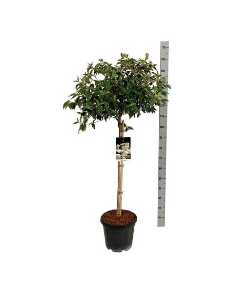 Viburnum