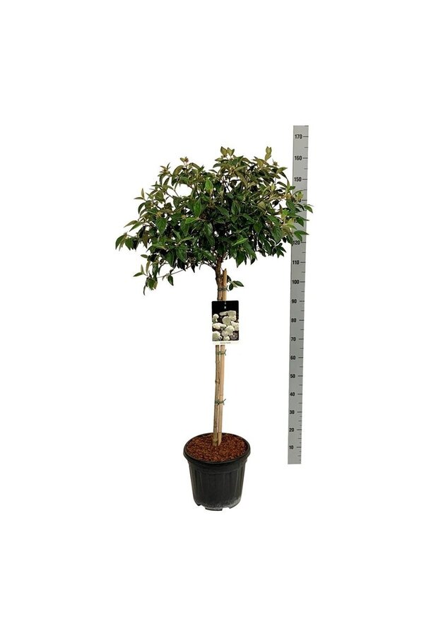 Sneeuwbal Viburnum Eskimo