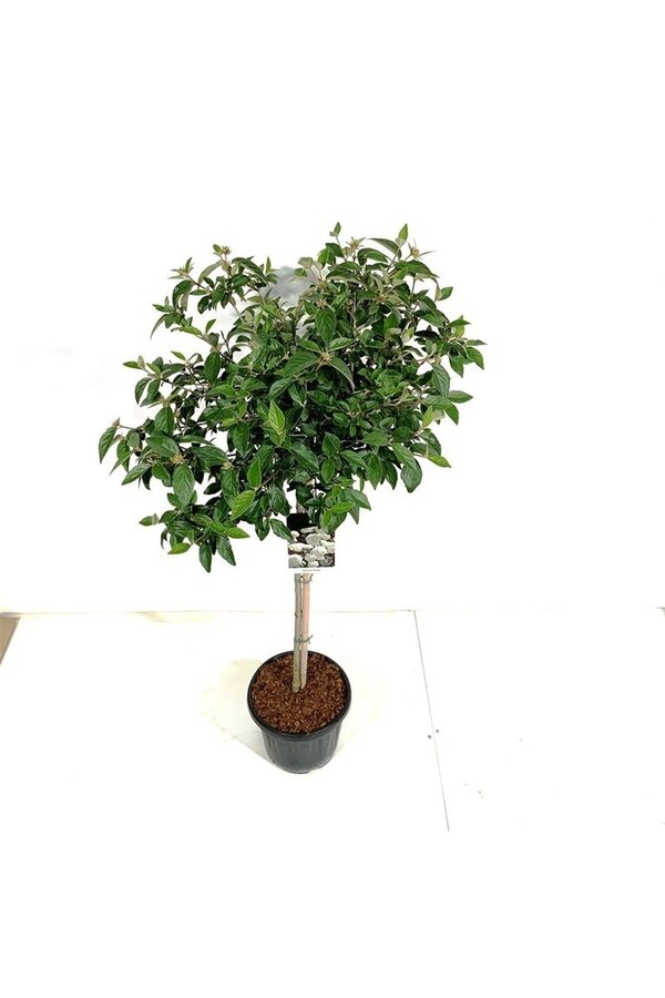 Boule de neige Viburnum Eskimo