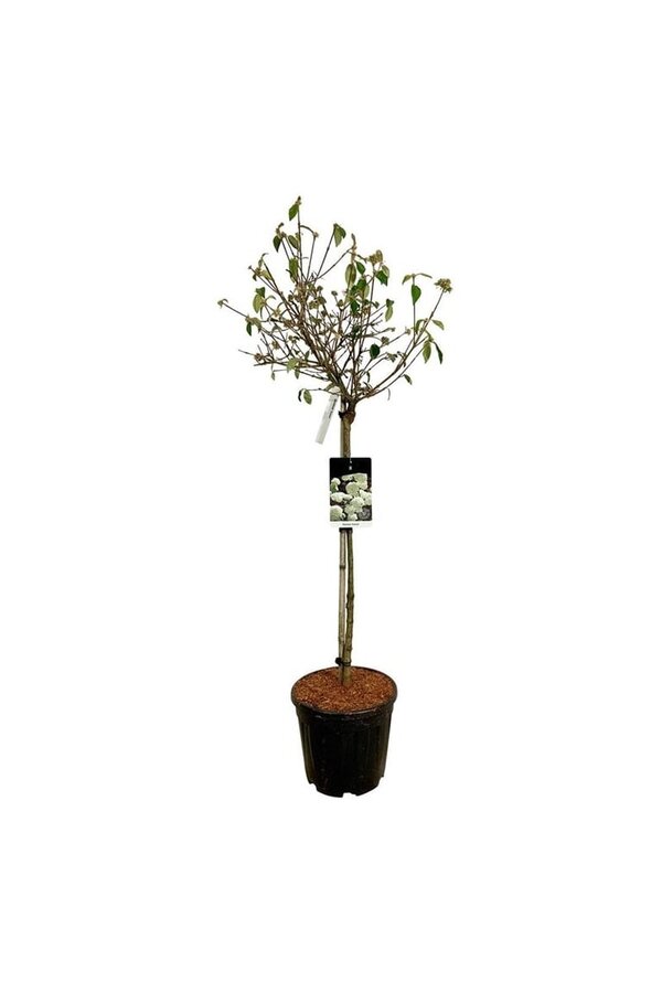 Boule de neige Viburnum Eskimo