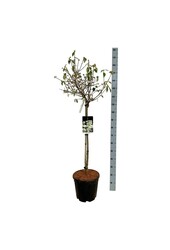 Boule de neige Viburnum Eskimo