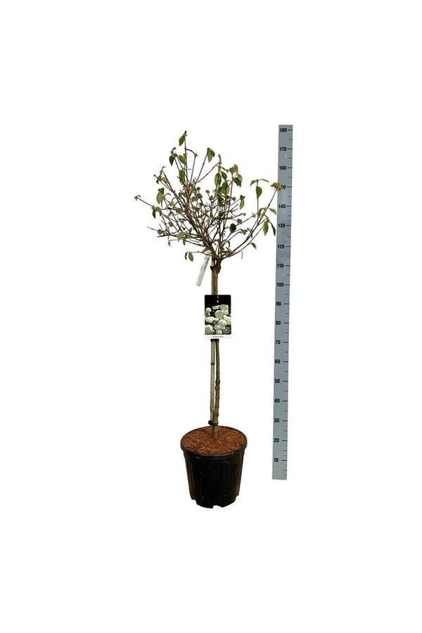 Boule de neige Viburnum Eskimo