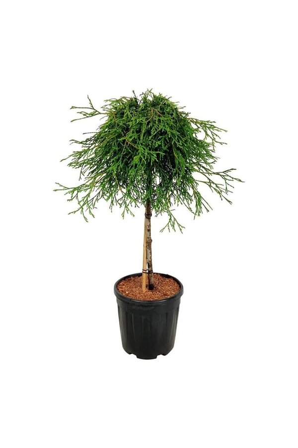 Conifeer Thuja Kagers Beauty