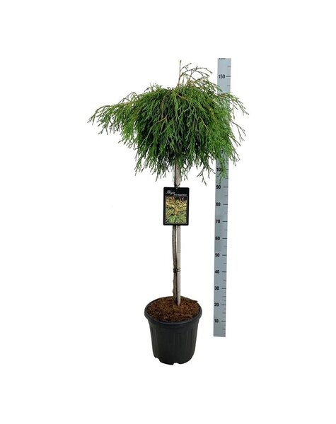 Thuja
