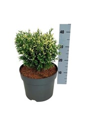 Conifère Thuja Piccadilly