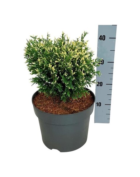 Thuja