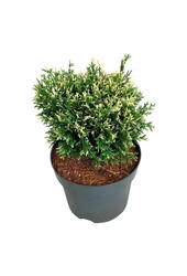 Conifeer Thuja Piccadilly