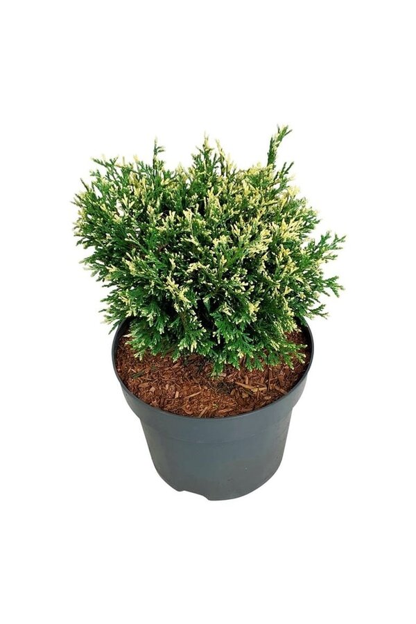 Conifeer Thuja Piccadilly