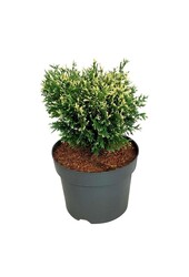 Conifeer Thuja Piccadilly