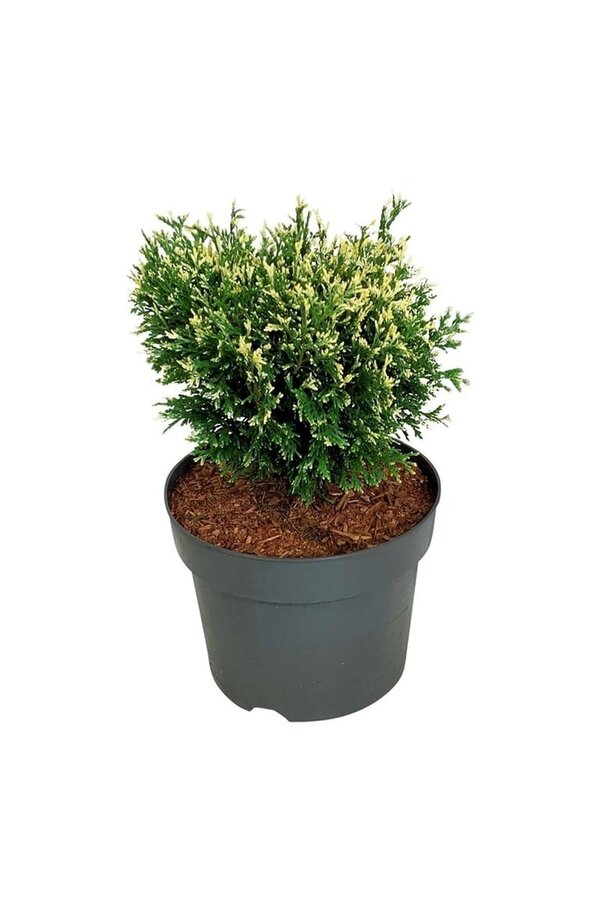 Conifeer Thuja Piccadilly