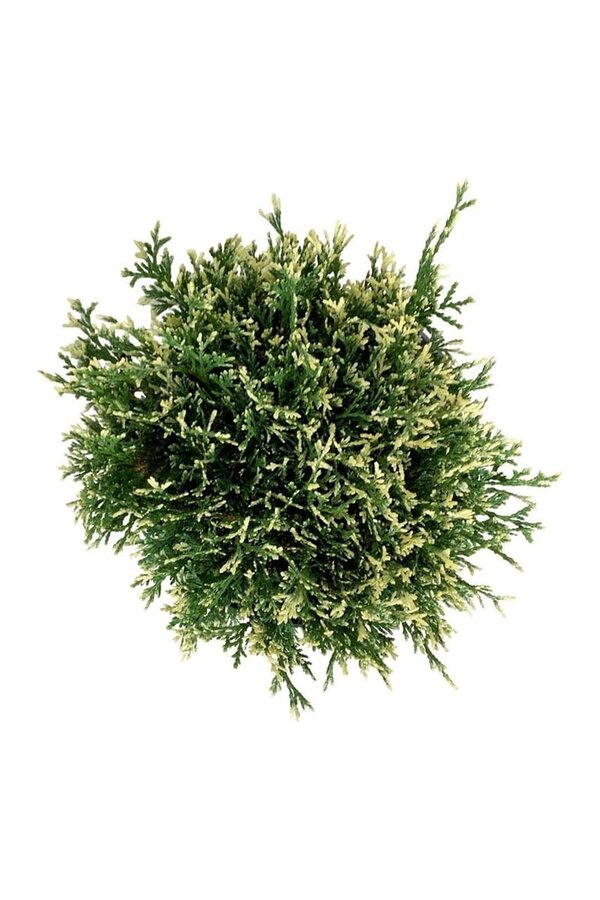 Conifeer Thuja Piccadilly