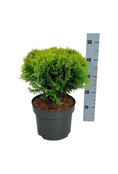 Conifère Thuja Mirjam