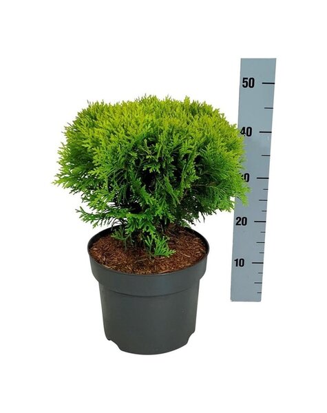 Thuja