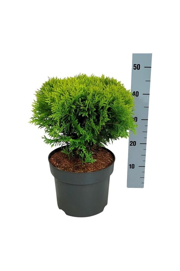 Conifeer Thuja Mirjam