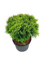 Conifère Thuja Mirjam