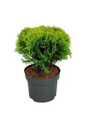 Conifère Thuja Mirjam