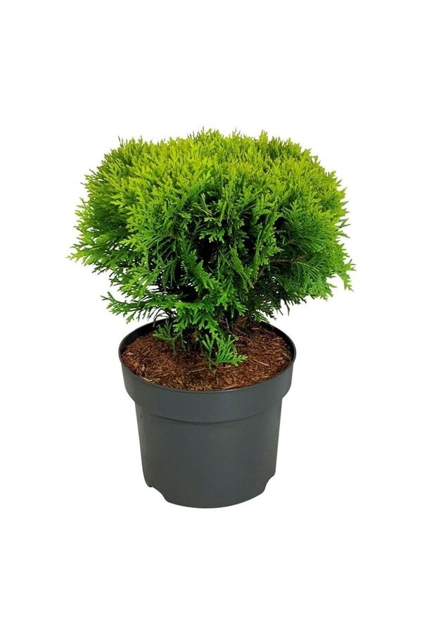 Conifère Thuja Mirjam