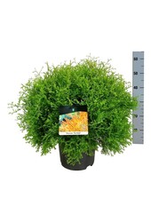 Conifeer Thuja Fire Chief